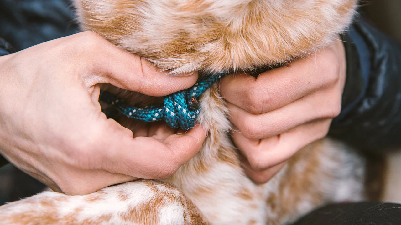 Collier pour chien en corde Knot-a-Collar™ - Image 6