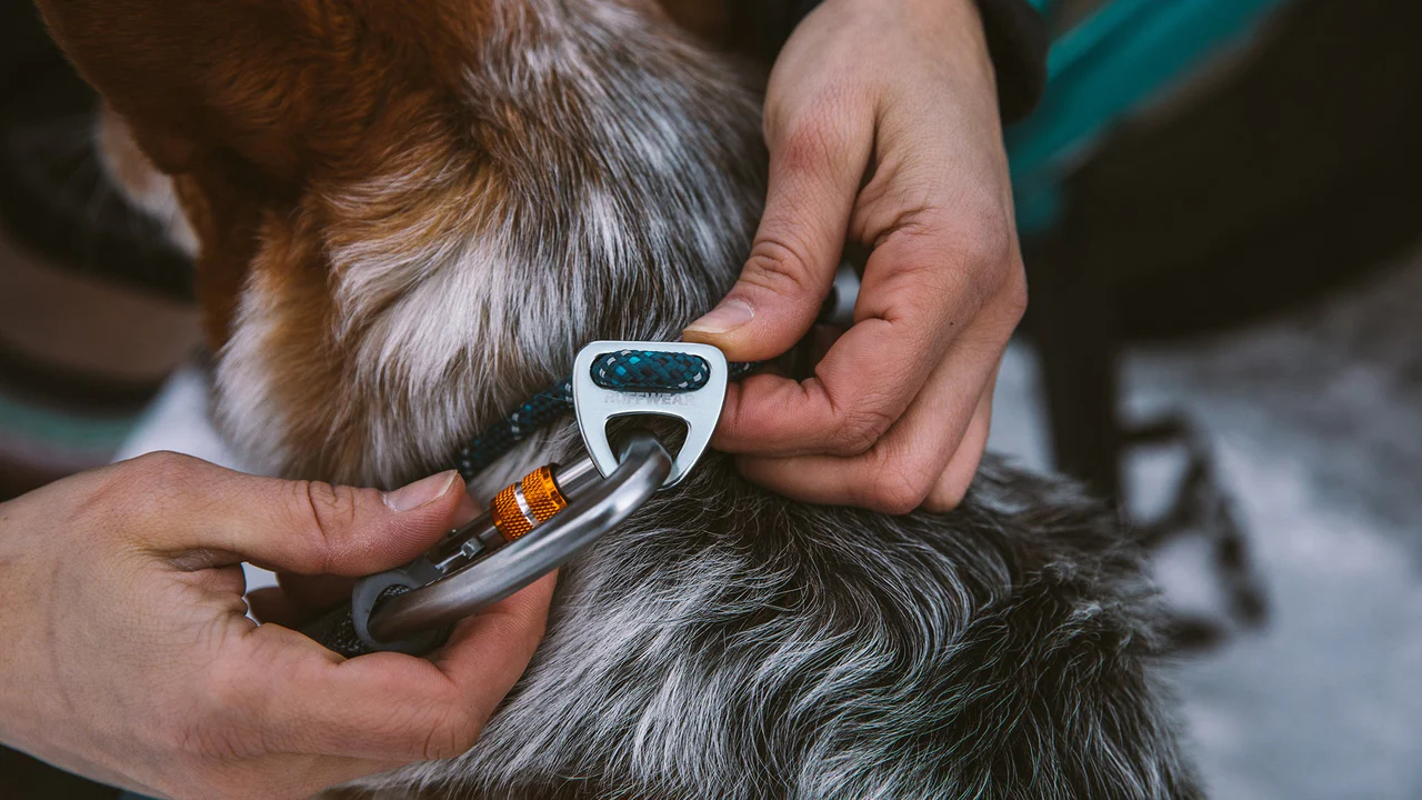 Collier pour chien en corde Knot-a-Collar™ - Image 7