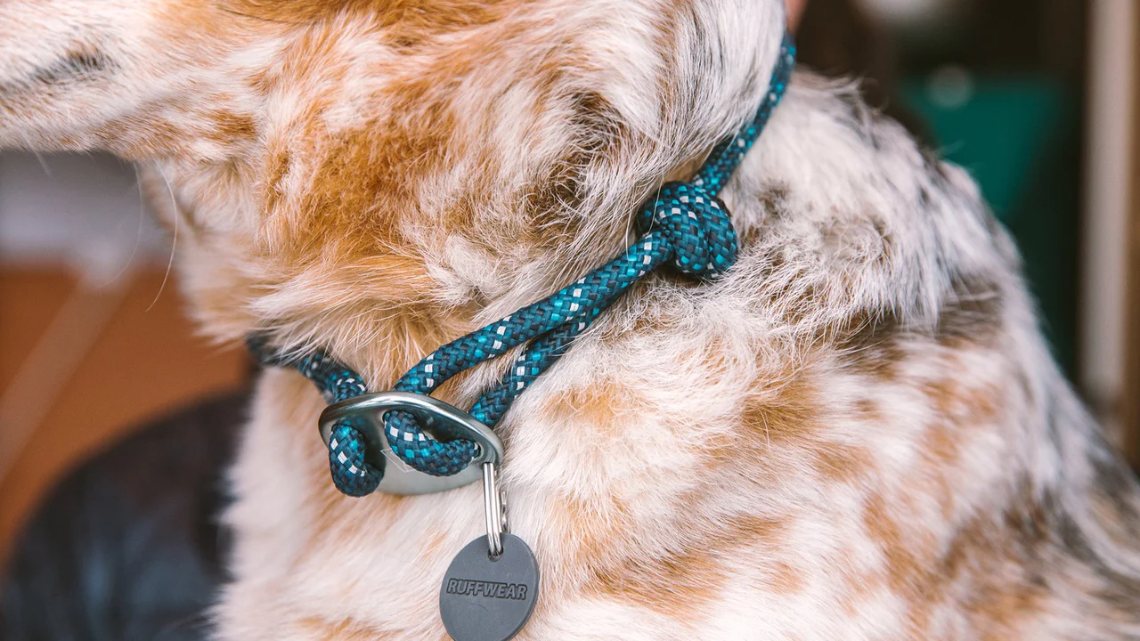 Collier pour chien en corde Knot-a-Collar™ - Image 8